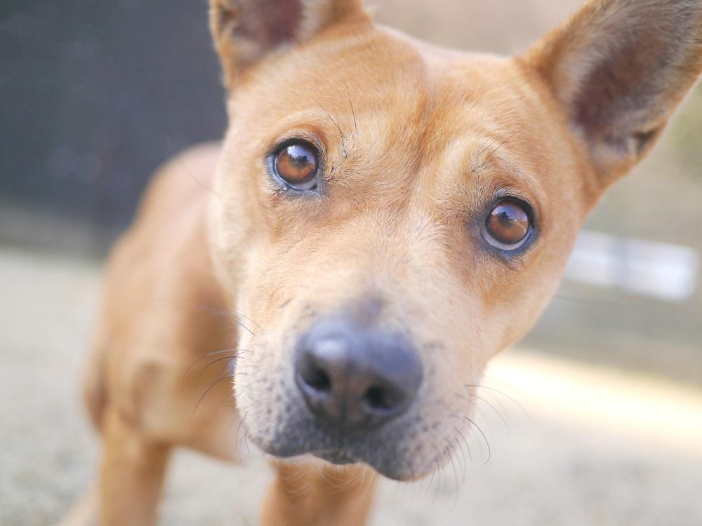 A Second Chance for a Stray Dog