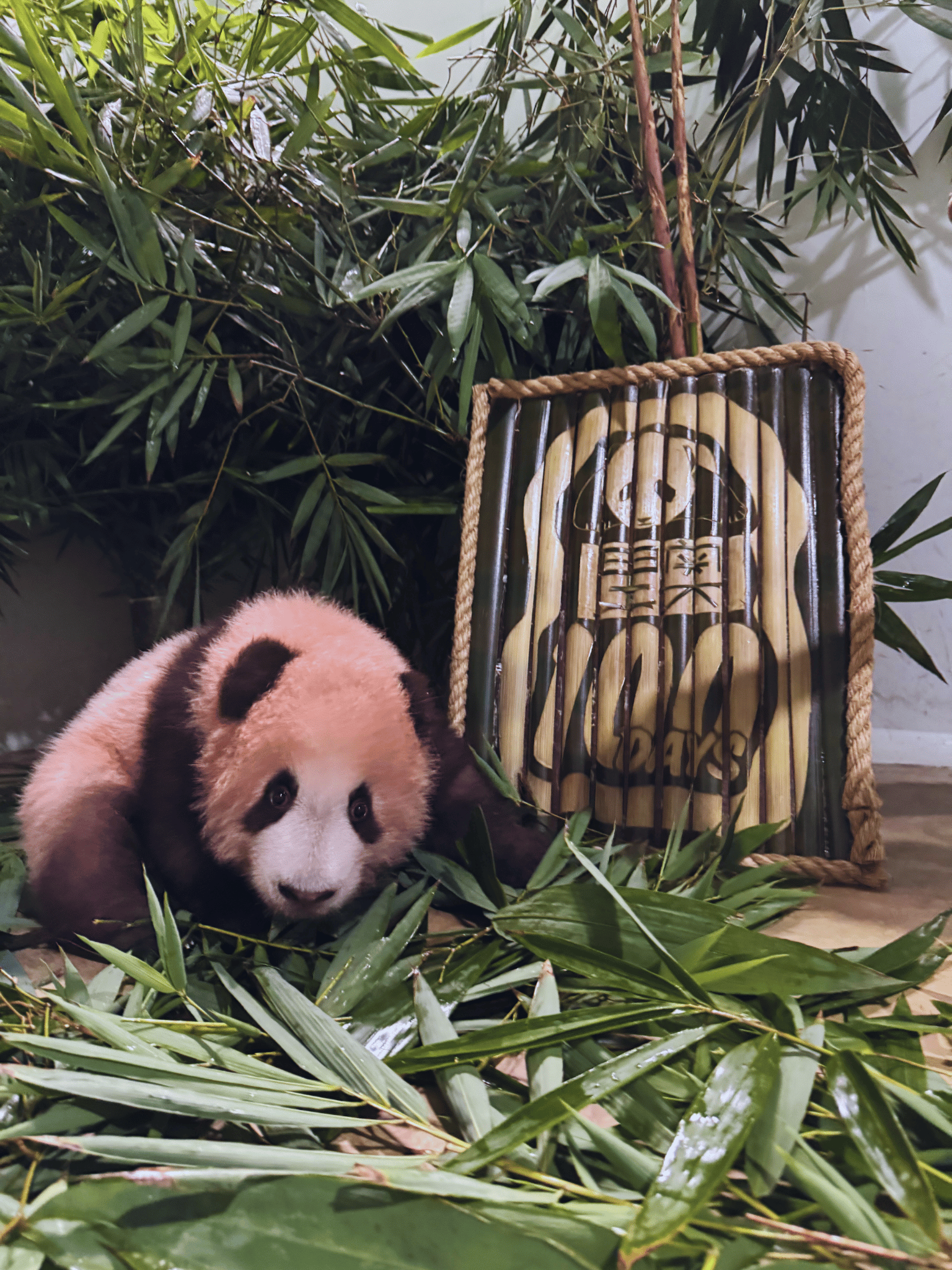 A Gift for Baby Rio
