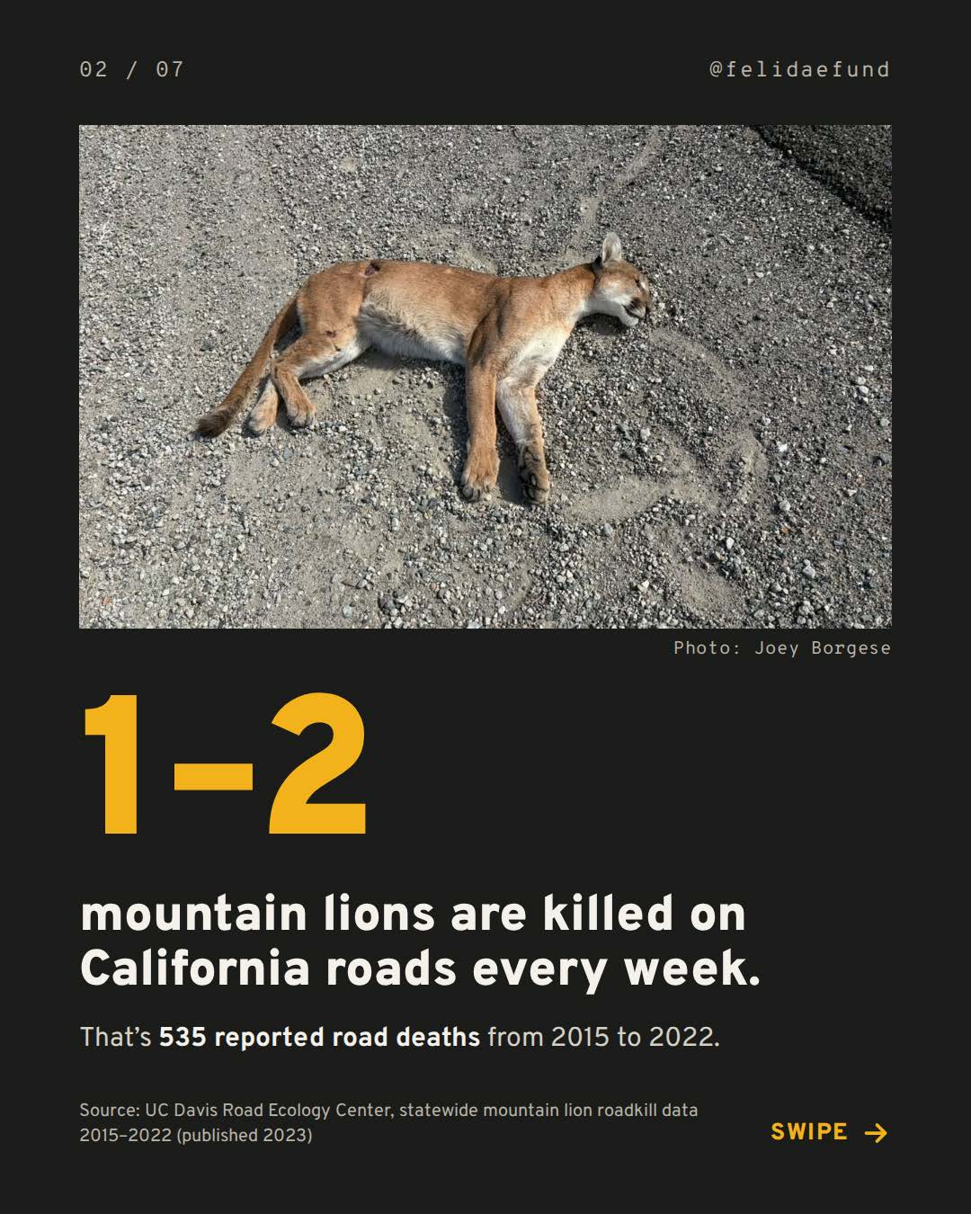 CA Puma